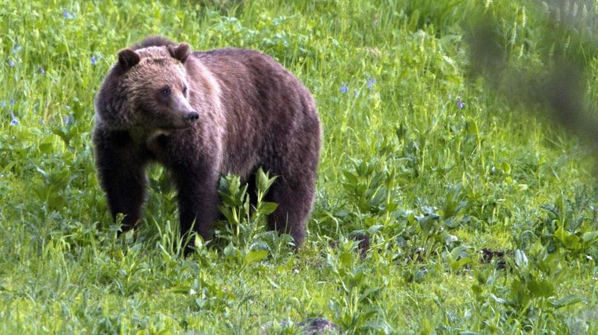 A grizzly bear roams near Beaver Lake in Yellowstone National Park, Wyo., in 2011. The Idaho Fish and Game Commission voted to allow a grizzly bear hunt this year.