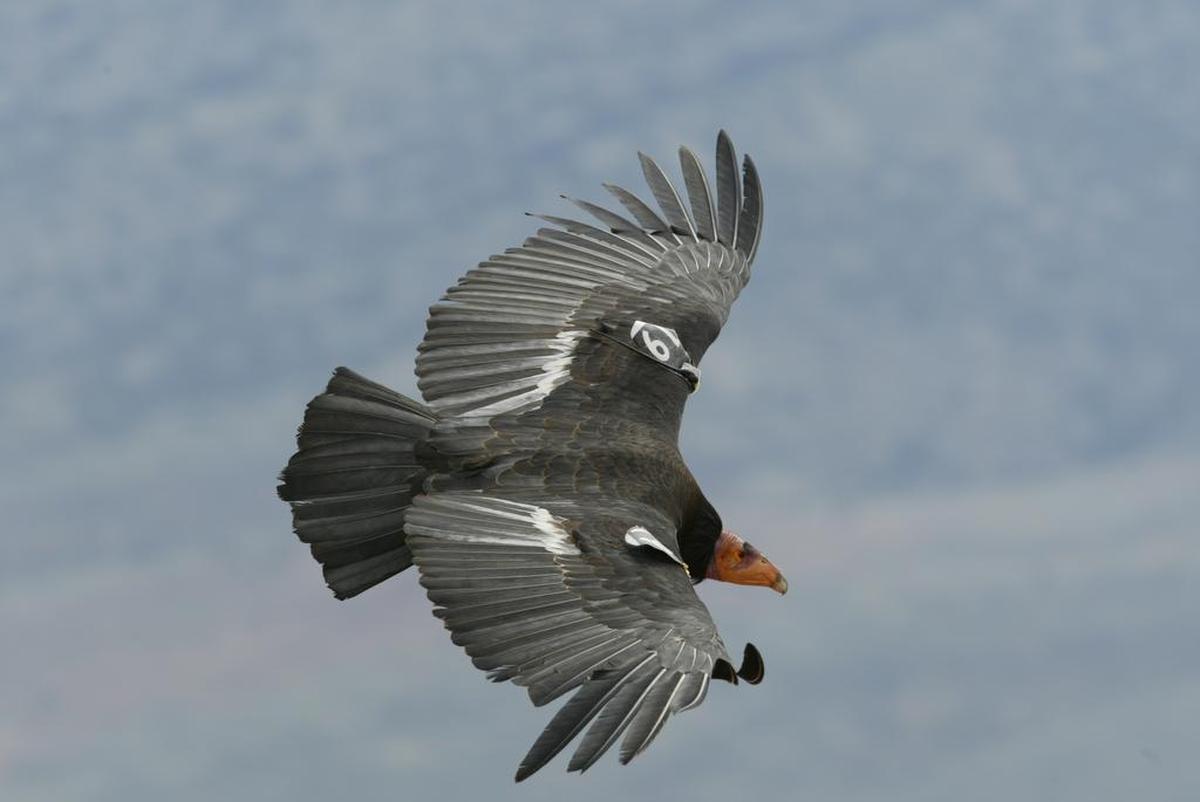 Wild California condors can be found nesting in the mountains of Kern, Los Angeles, Monterey, San Benito, San Luis Obispo, Santa Barbara and Ventura counties.