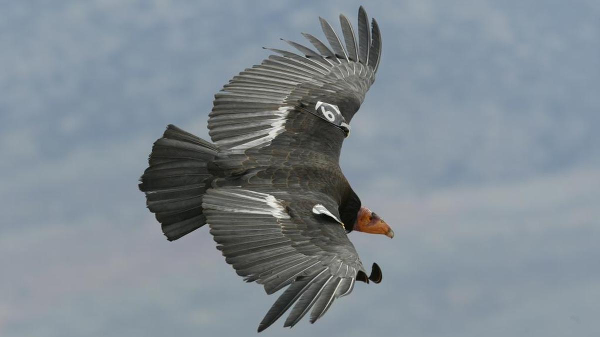 Wild California condors can be found nesting in the mountains of Kern, Los Angeles, Monterey, San Benito, San Luis Obispo, Santa Barbara and Ventura counties.