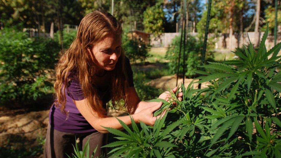 Though Idaho’s drug policy head says there is nothing medicinal or benign about pot, neighboring states have a different take. In this 2015 photo Madrone Grey examines one of her medical marijuana plants in Williams, Ore. Grey and her husband hope to turn marijuana into the family business, producing a concentrate that goes into salves. (AP)