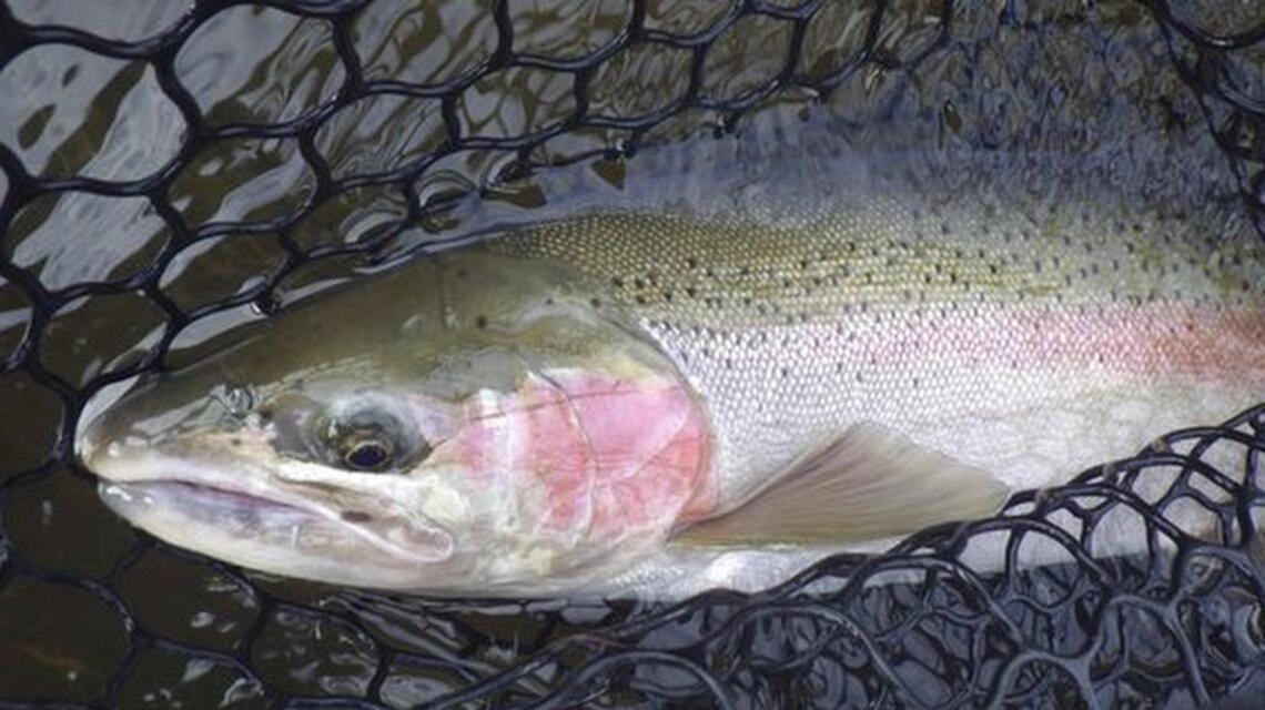 Amid dismal runs, steelhead B-run could surprise, Idaho Fish and Game officials say