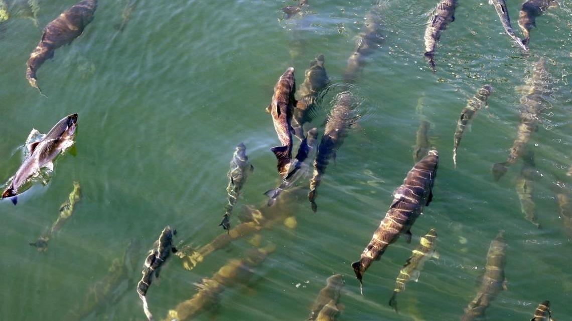 Salmon circle as they head from salt water in the Shilshole Bay into fresh water in Salmon Bay at the Ballard Locks in Seattle.