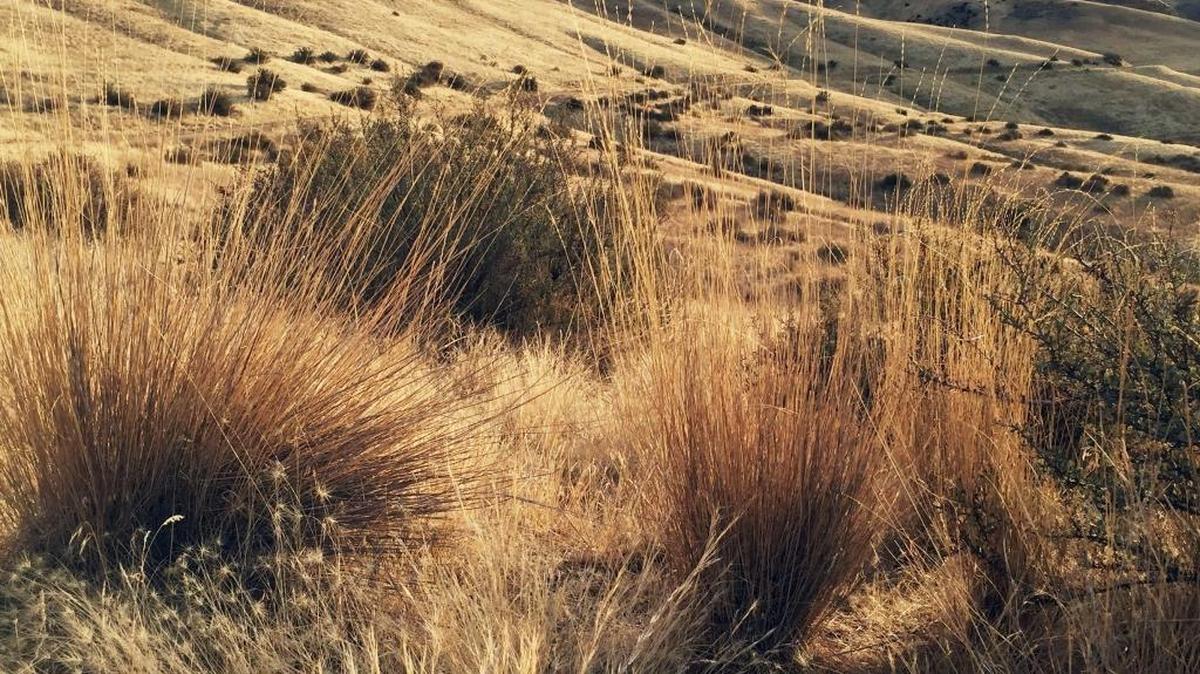 Foothills grasses, and fall in Boise.