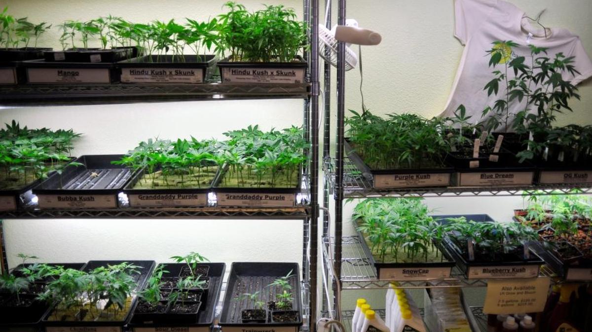Trays of marijuana clones and gardening supplies underneath grow lights at the Peace in Medicine dispensary in Sebastopol, Calif.