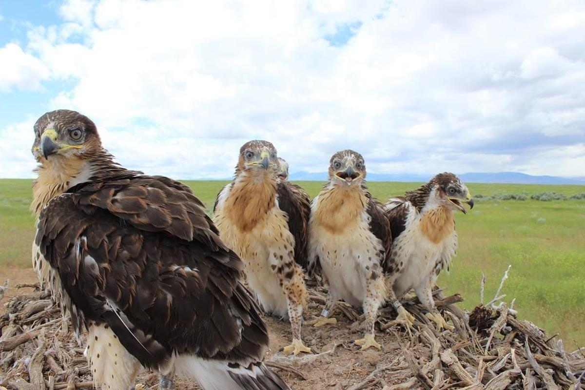 The ferruginous hawk that nests in Benton and Franklin counties was named an endangered species.