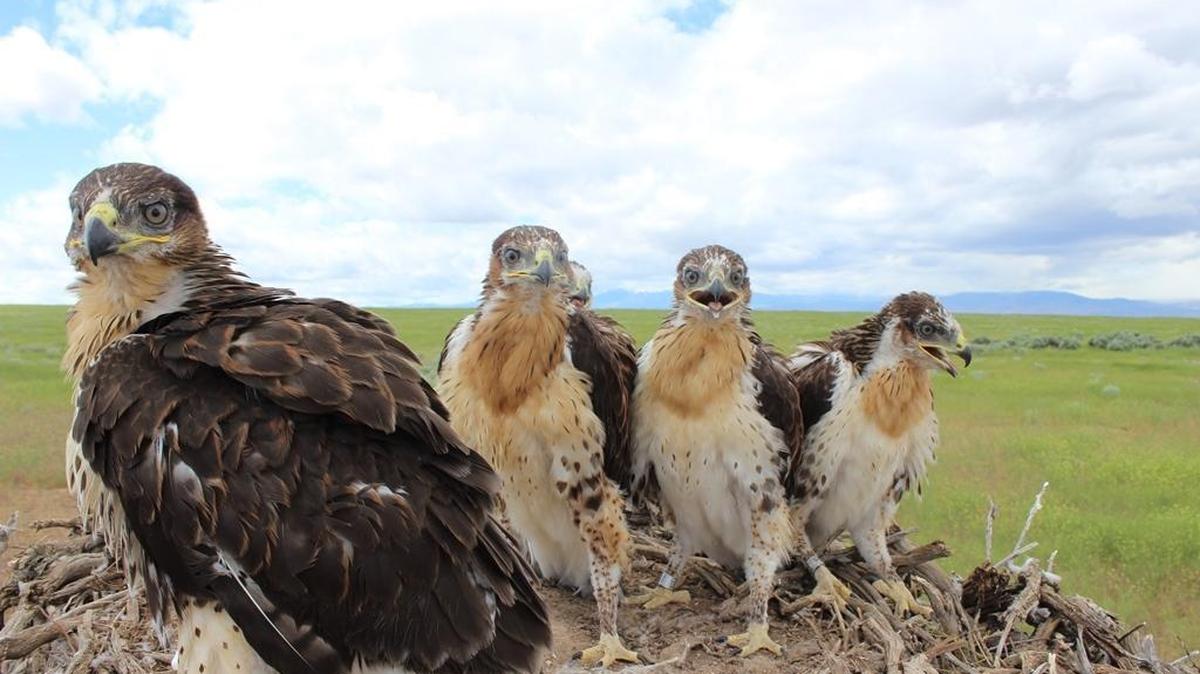 The ferruginous hawk that nests in Benton and Franklin counties was named an endangered species.