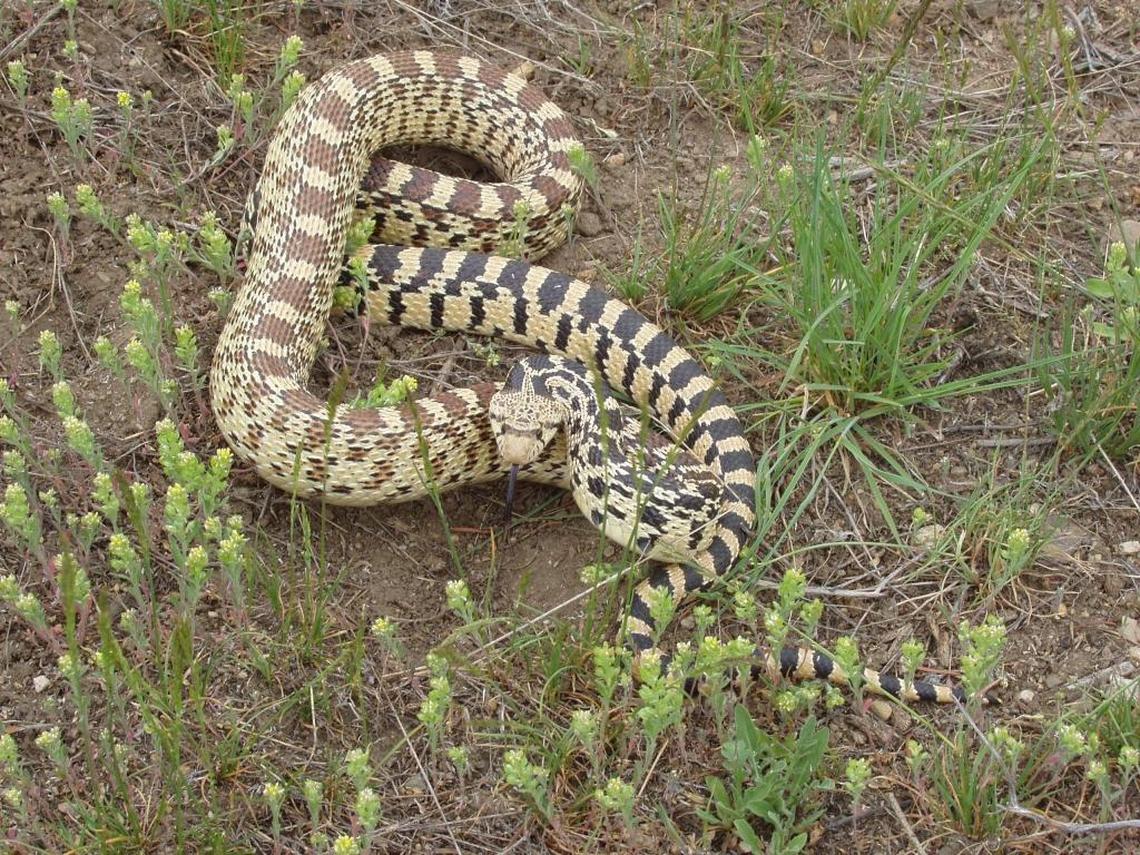 Gophersnake, also known as a bullsnake