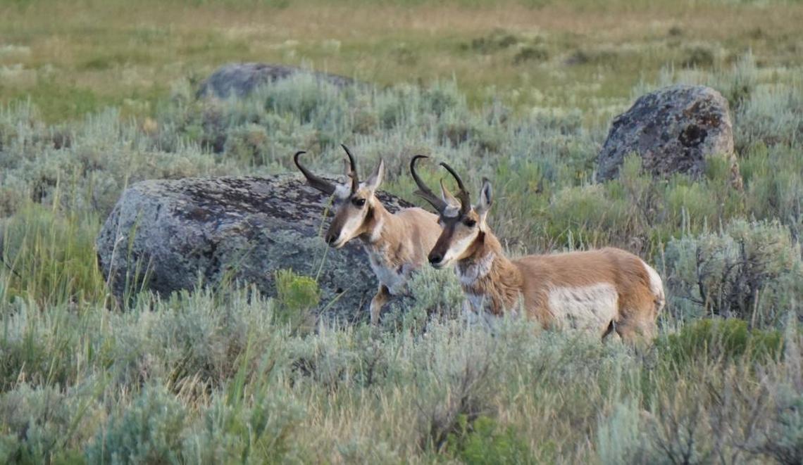 Among the Yakama Nation’s concerns about the proposed Horse Heaven wind farm are the pronghorn antelope it has re-introduced to the region. Shown are antelope at Yellowstone National Park.
