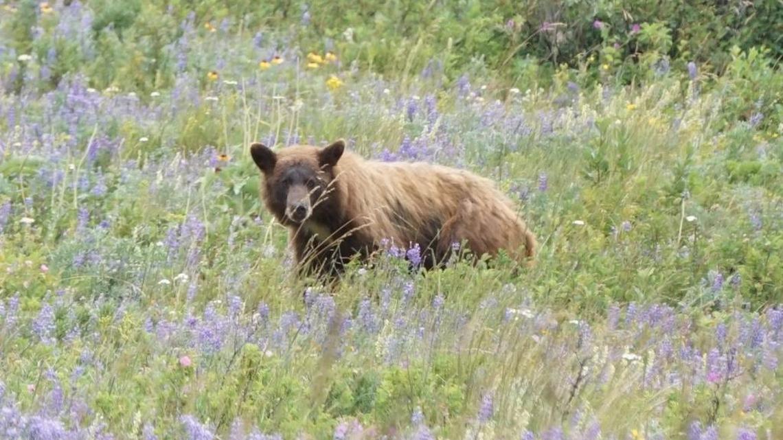 Two black (but brown) bears drew a crowd of onlookers when they wandered through a field of wildflowers next to the road just inside the Many Glacier entrance to Glacier National Park. A New Mexico man was attacked by a bear last month while walking his dogs.