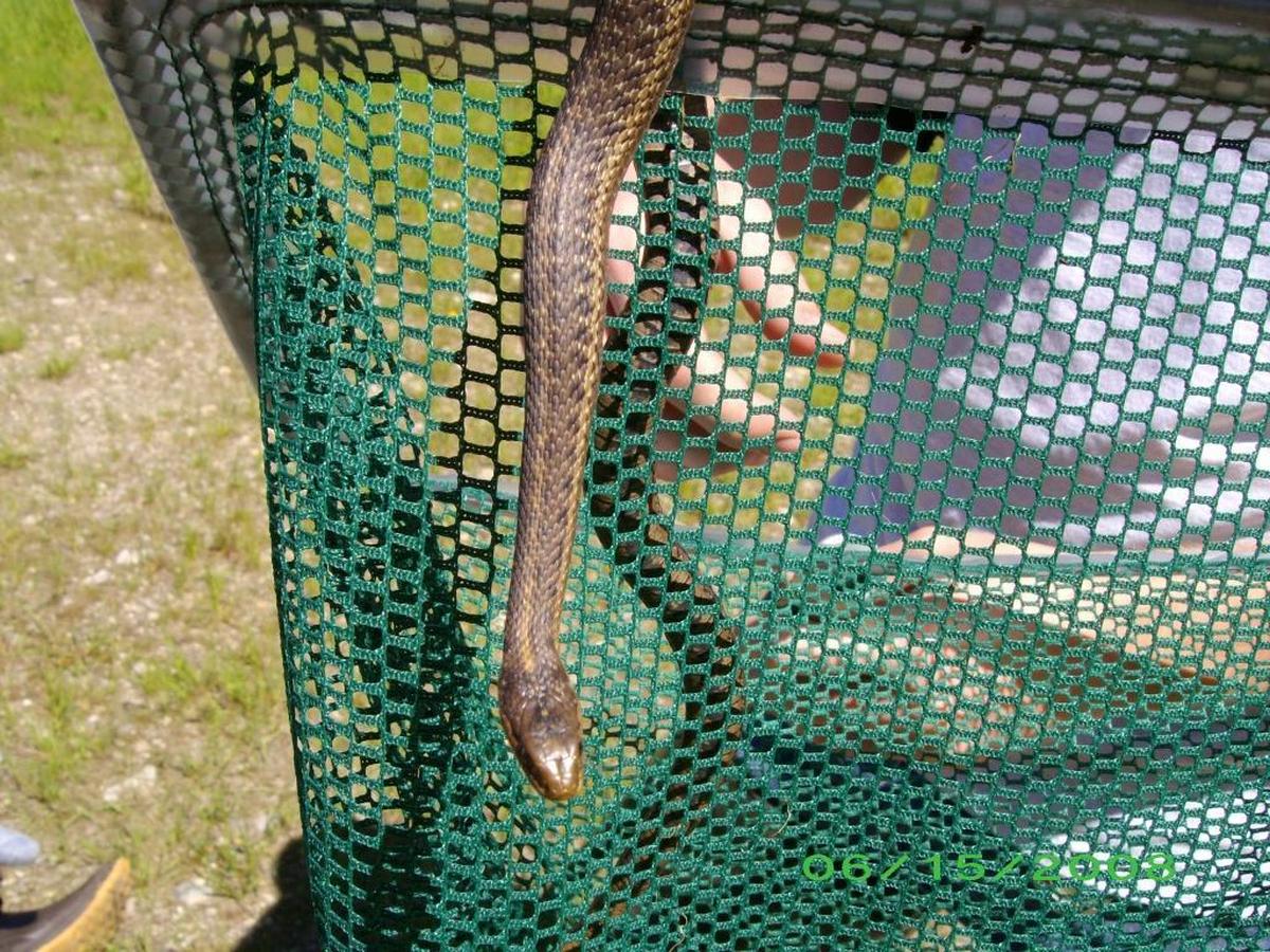 Terrestrial gartersnake
