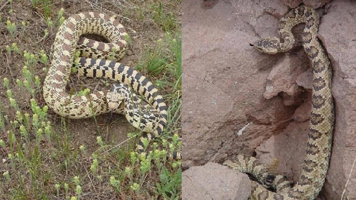 Here are Idaho’s 12 snake species. What to know and how to tell which are dangerous