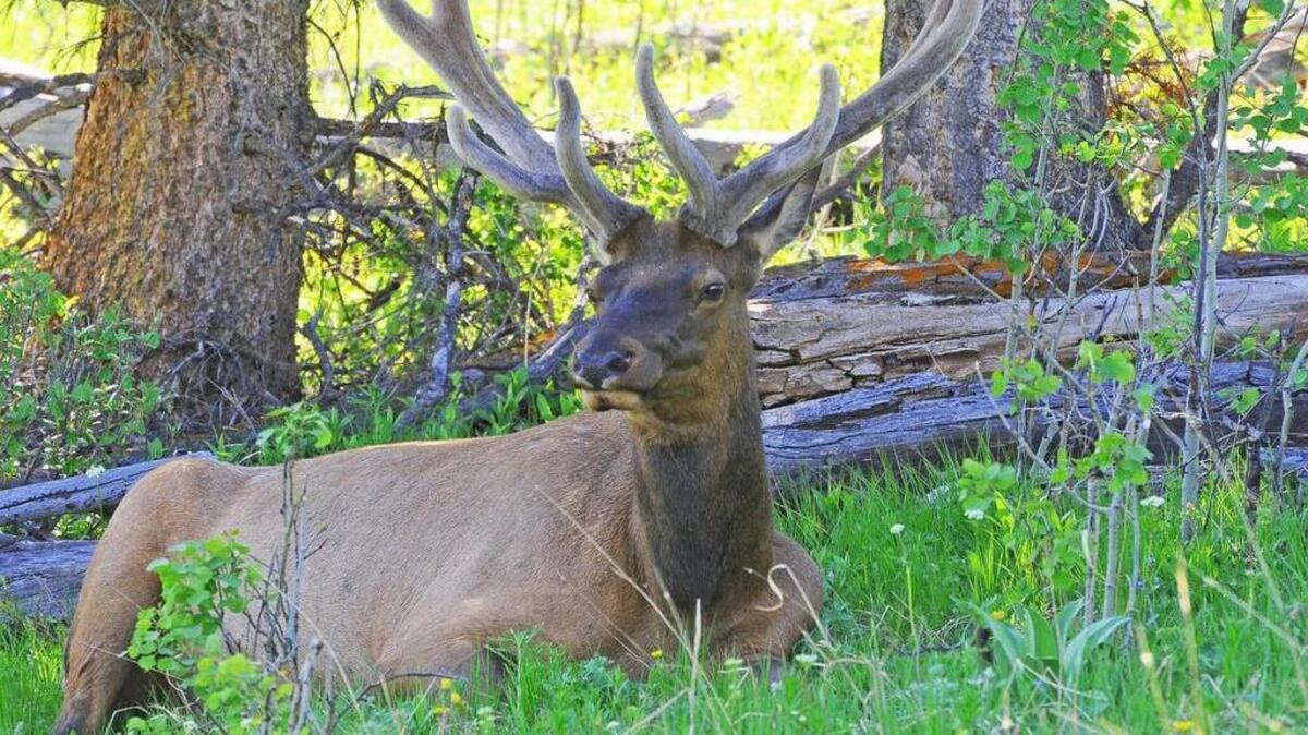 Despite the press of paparazzi tourists snapping photos, this bull elk seems unconcerned as it rests in the shade along a road in Yellowstone National Park.