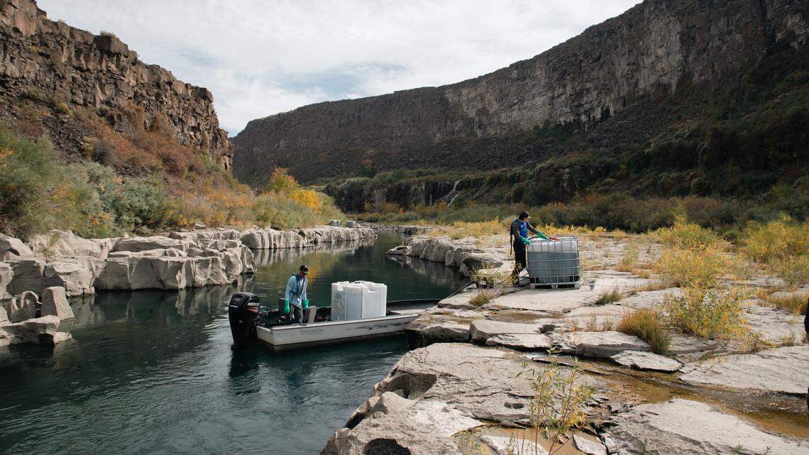 Idaho to treat Snake River again in ‘aggressive’ fight against quagga mussels