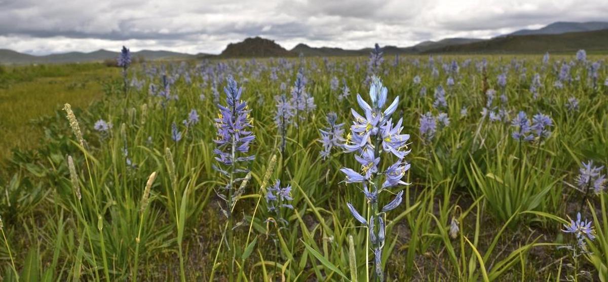 Camas bloom on a prairie near Fairfield.