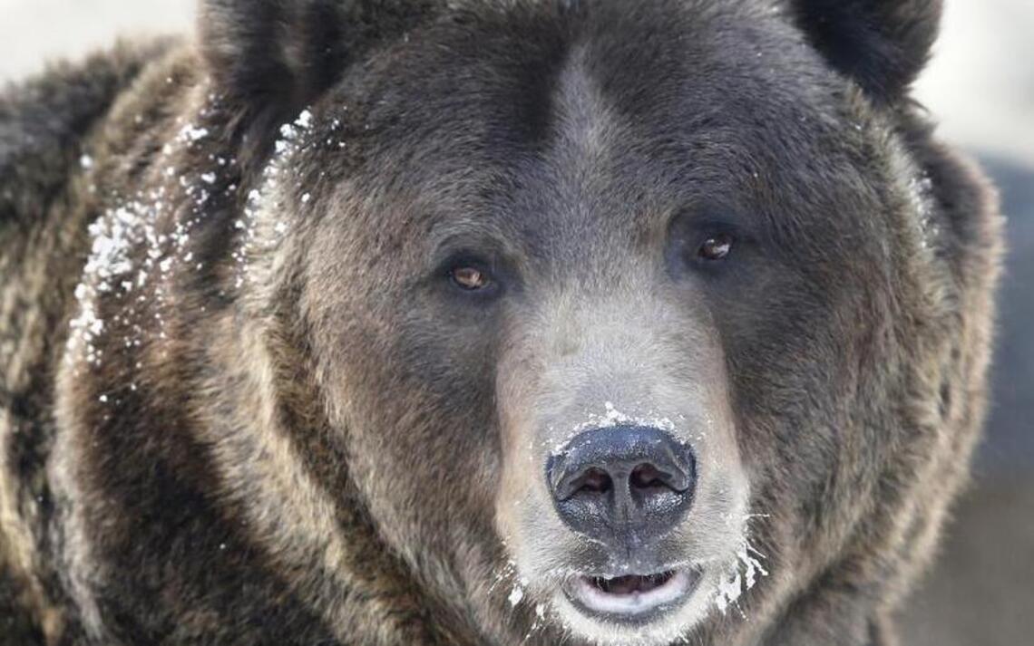Bored bears resist food-storage testing