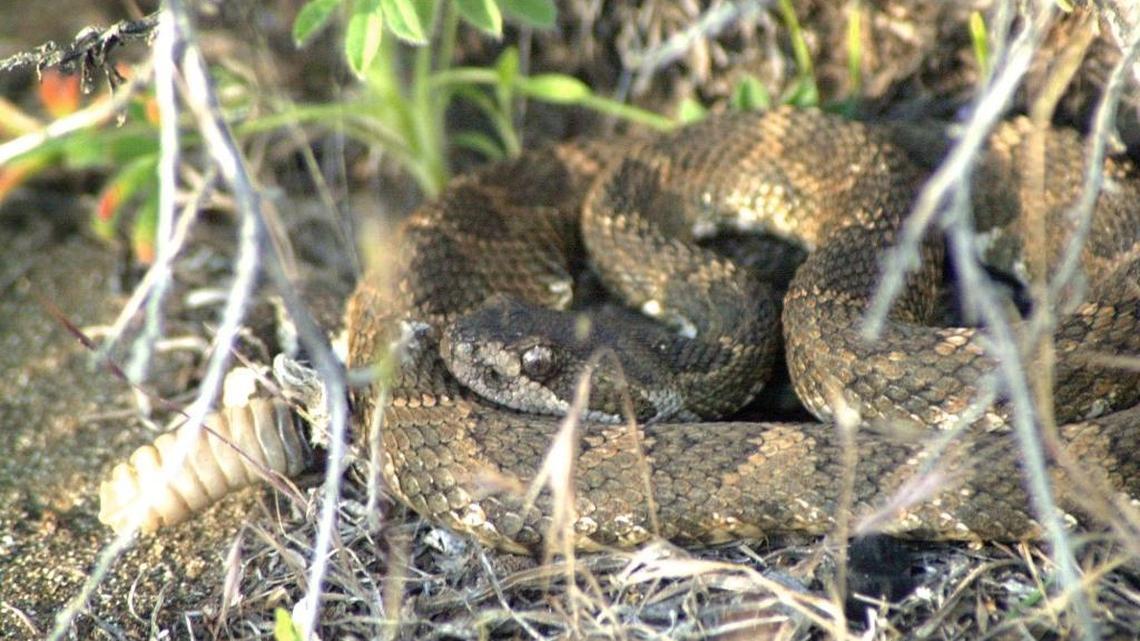 3-year-old evacuated from Idaho backcountry after being bitten by a rattlesnake