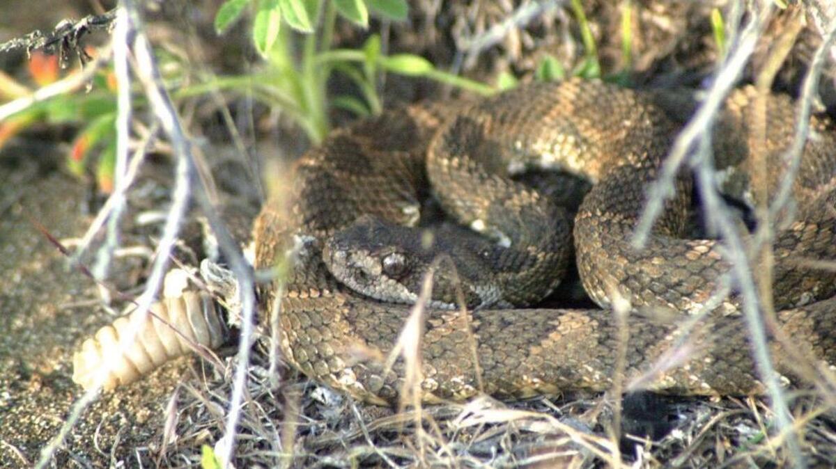 Idaho has two types of native rattlesnakes — the Western and prairie rattlesnakes.