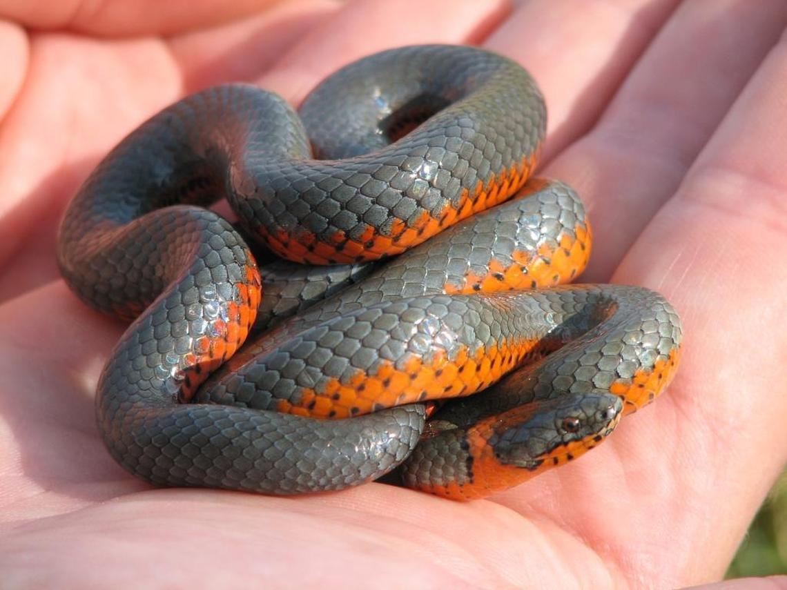 Ring-necked snake