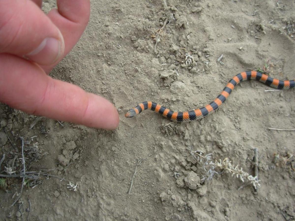 Western groundsnake