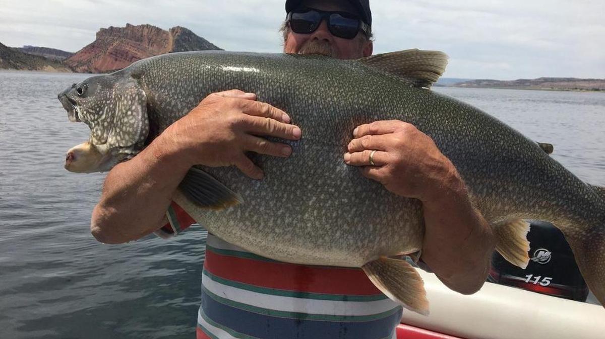 Soda Springs, Idaho, resident Sidney Cellan caught a record 57-pound lake trout last month while fishing at the Flaming Gorge Reservoir near Manila, Utah.
