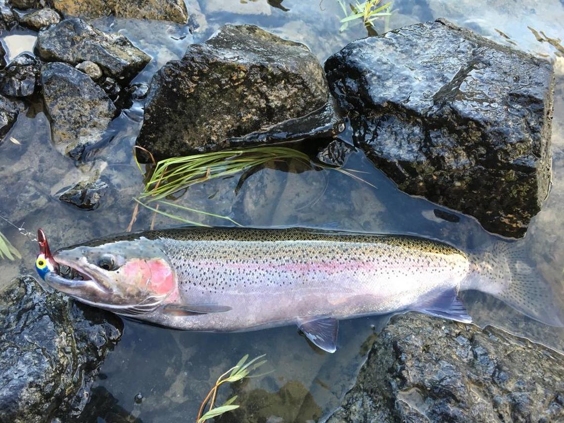 Powerful, ocean-run steelhead are a blast to catch on crankbaits, jigs or a fly rod.