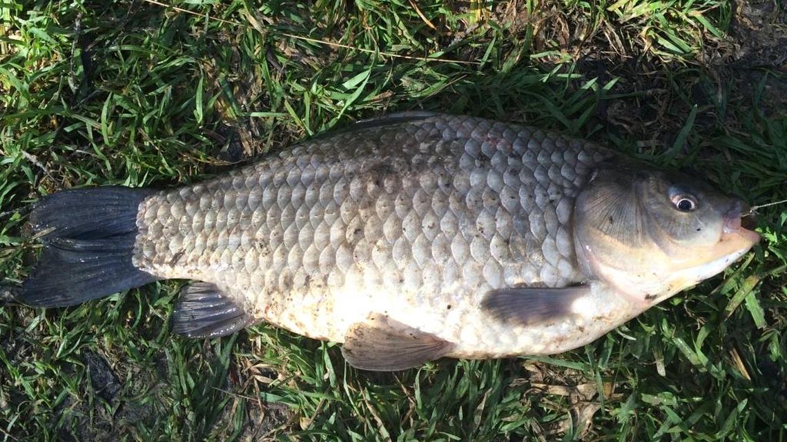 This Prussian carp was caught in the Snake River, a place it doesn’t belong.