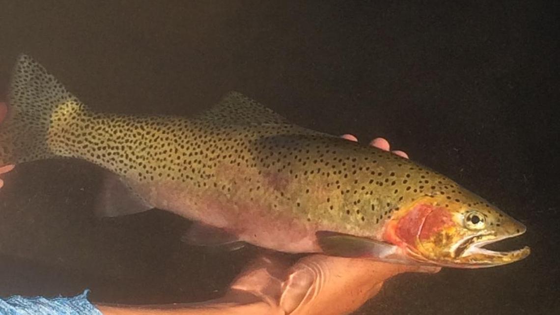 The float-tube-spinning cutthroat trout.