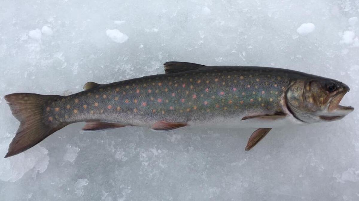 Brook trout