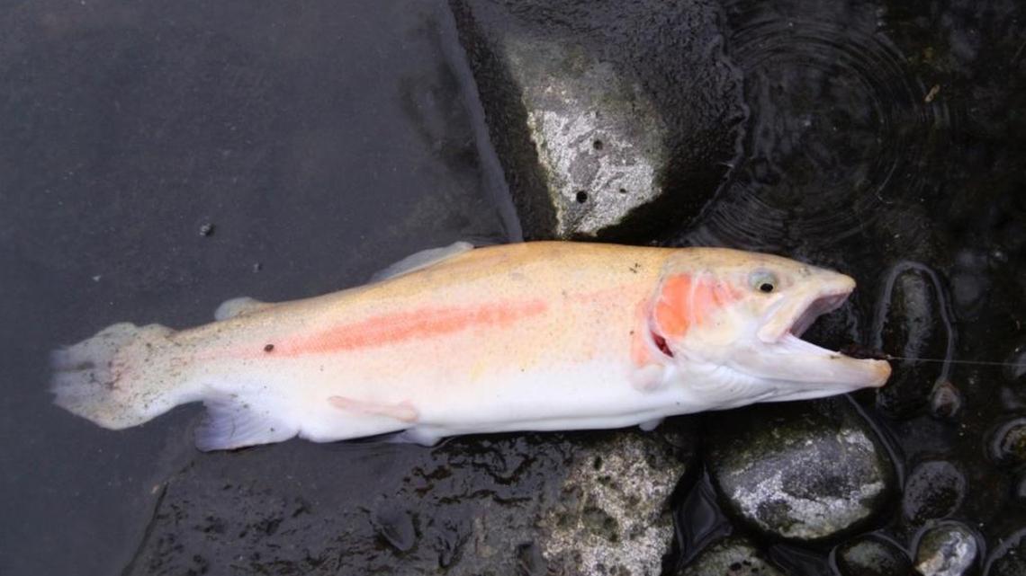 “Although most anglers I talk to think yellow trout fight better, look better, taste better and are more finicky, they are in reality rainbow trout,” said Joe Chapman, the manager of Idaho Fish and Game’s Hagerman hatchery. “I like to jokingly tell people they are trout that have already been buttered.”
