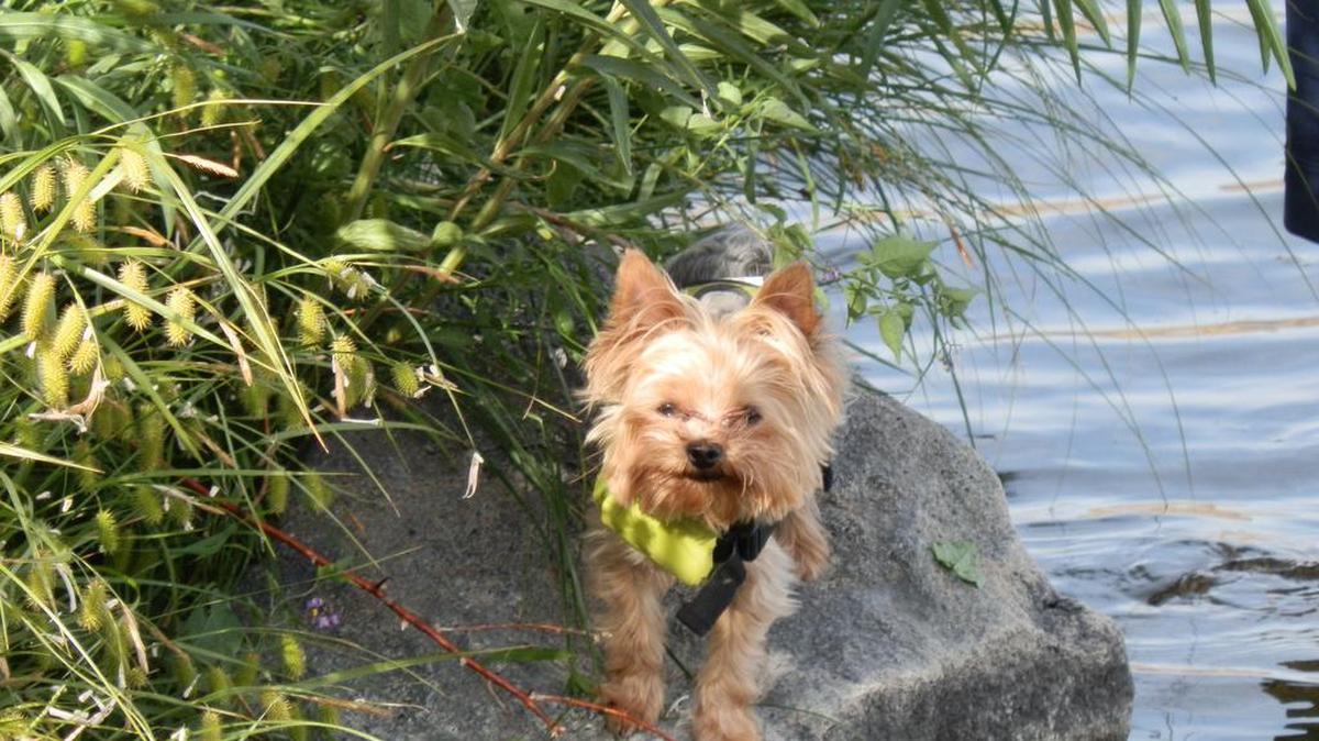 Jordan Rodriguez takes his Yorkie, Winston, on his fishing trips.