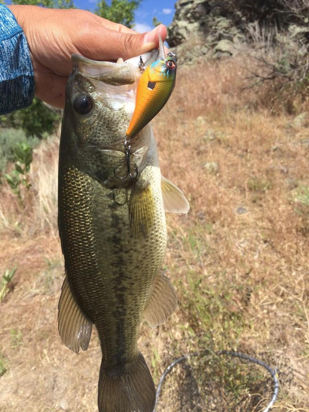 When fish are in a chasing mood, a minnow-imitating crankbait can lead to steady action and electric strikes.