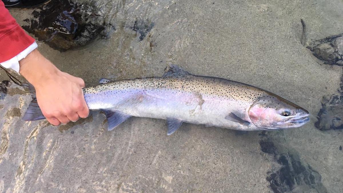 If you are willing to brave the cold and navigate some icy shorelines, Idaho steelhead are still biting on the Salmon and Clearwater rivers.