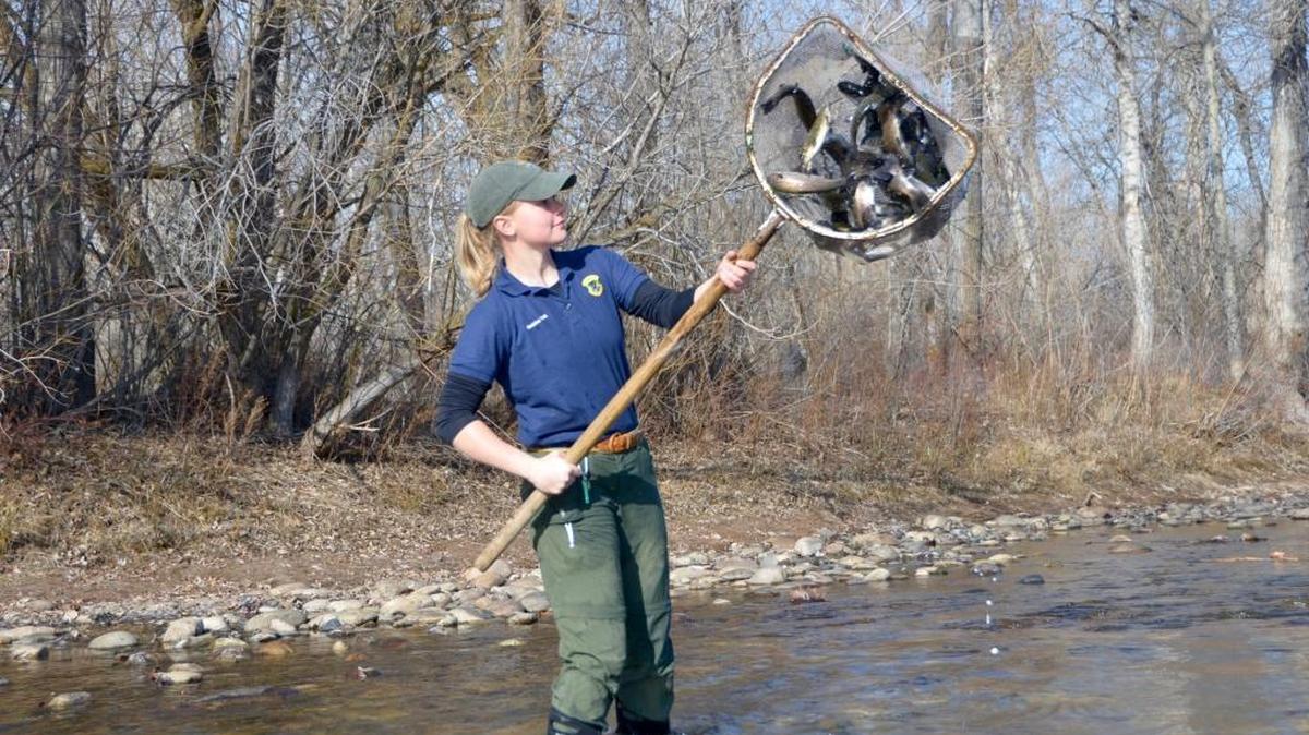 The first netful of rainbow trout for the season goes into the Boise River in February. Fisheries technician Maddy Watt tossed in several nets of trout at Barber Park.