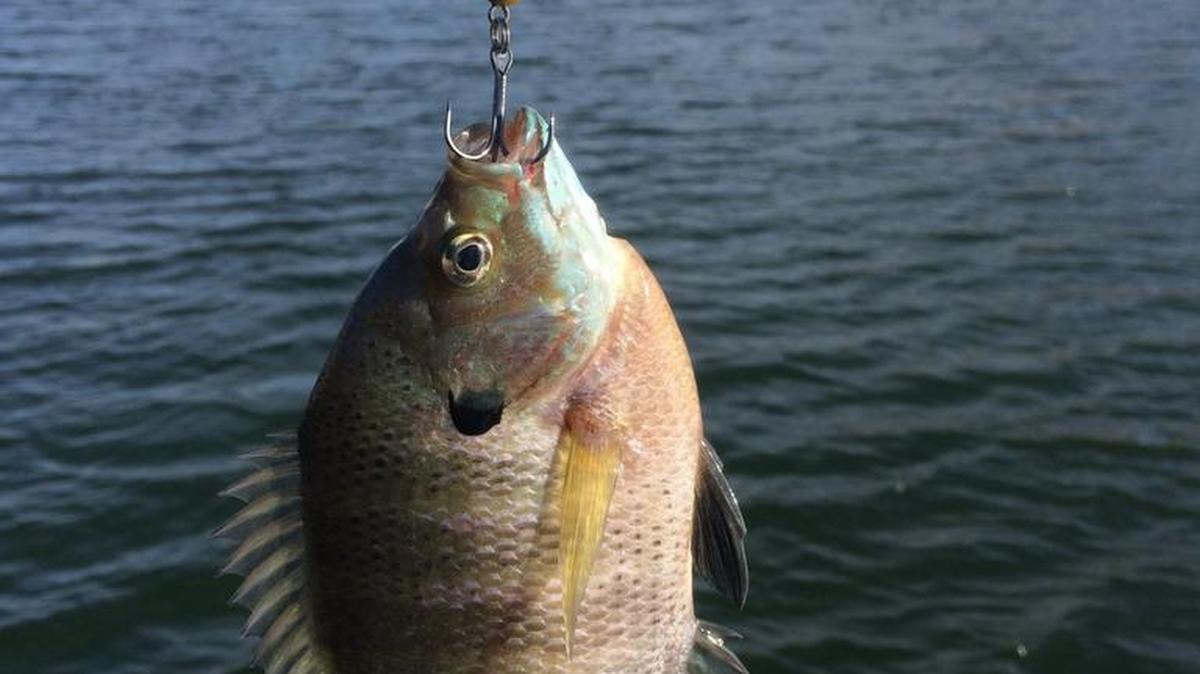 Bluegill.