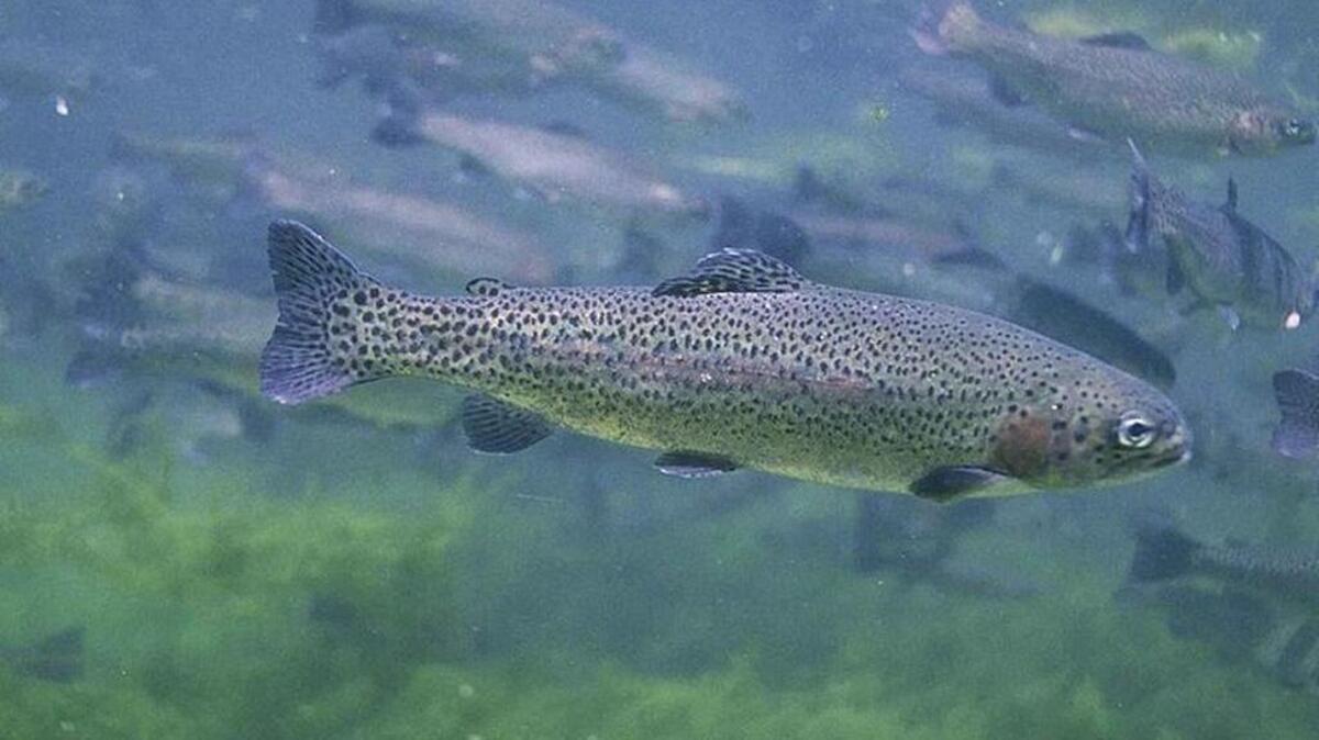 A hatchery rainbow trout.