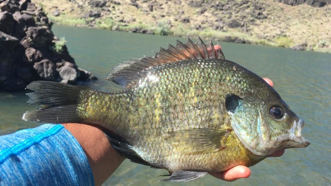 This massive bluegill was an unexpected catch at Halverson Lake.