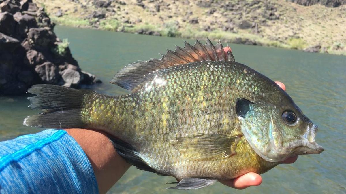 This massive bluegill was an unexpected catch at Halverson Lake.