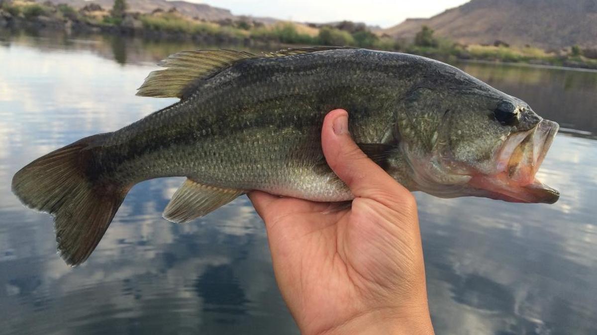 Bass fishing with frog lures is quite a show.