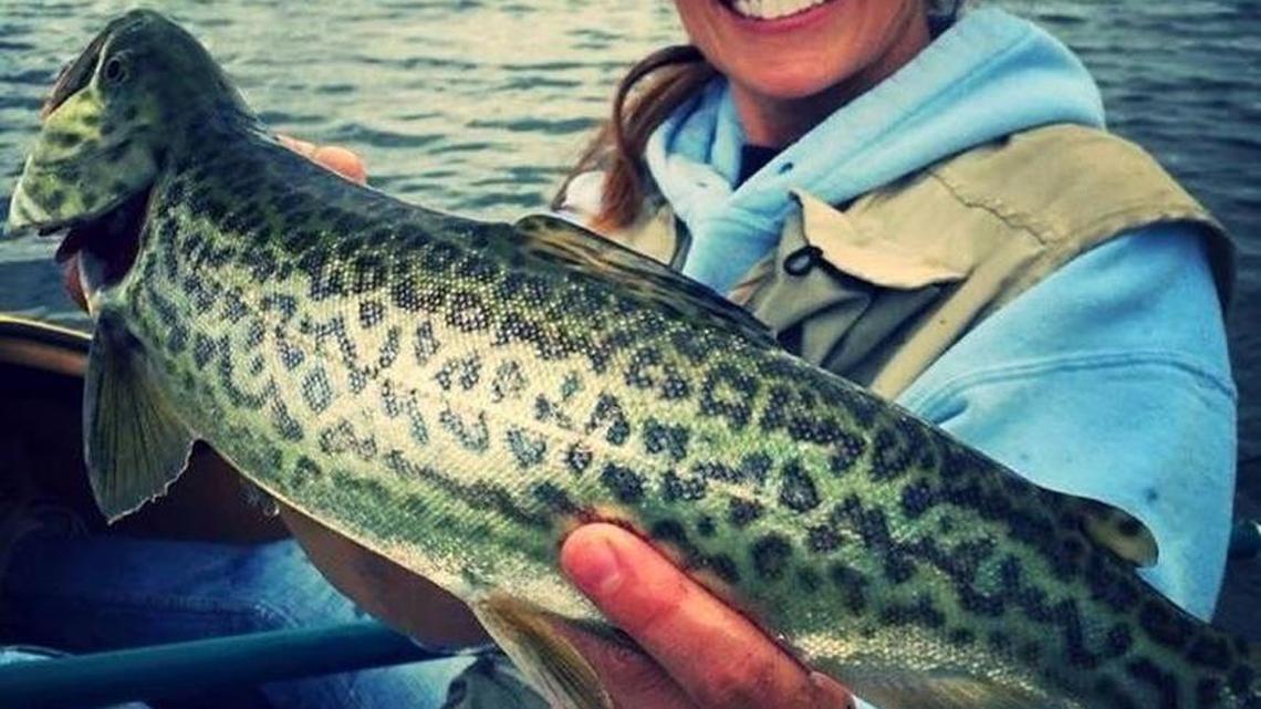 Hybridized tiger trout are relatively new to Idaho waters, but they are an aggressive species with the potential to grow large.