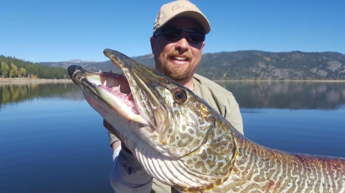 Nick Percy of Kuna likes to fish for tiger muskies. This was his personal best — a 47-inch, nearly 25-pound monster.