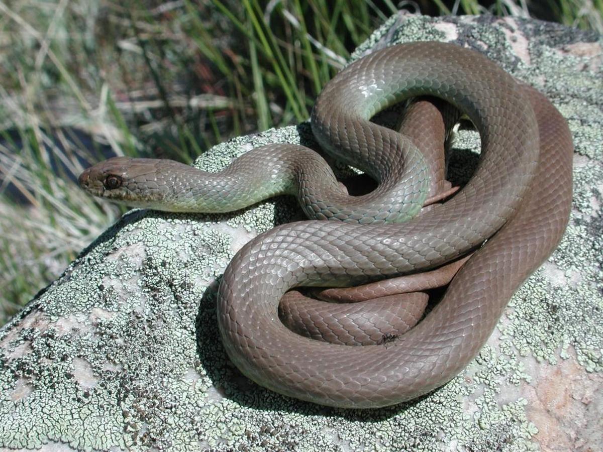 North American racer