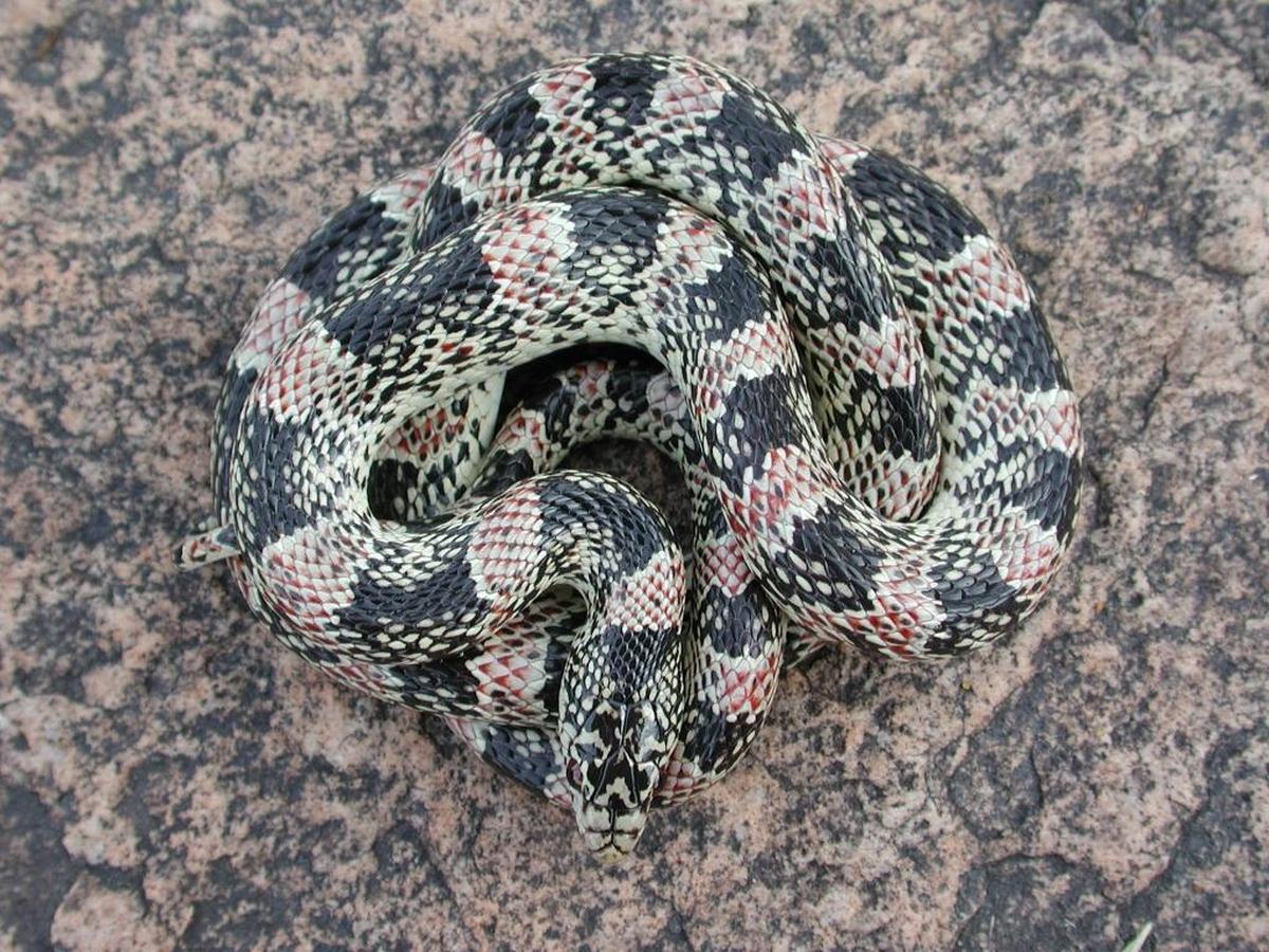 Long-nosed snake