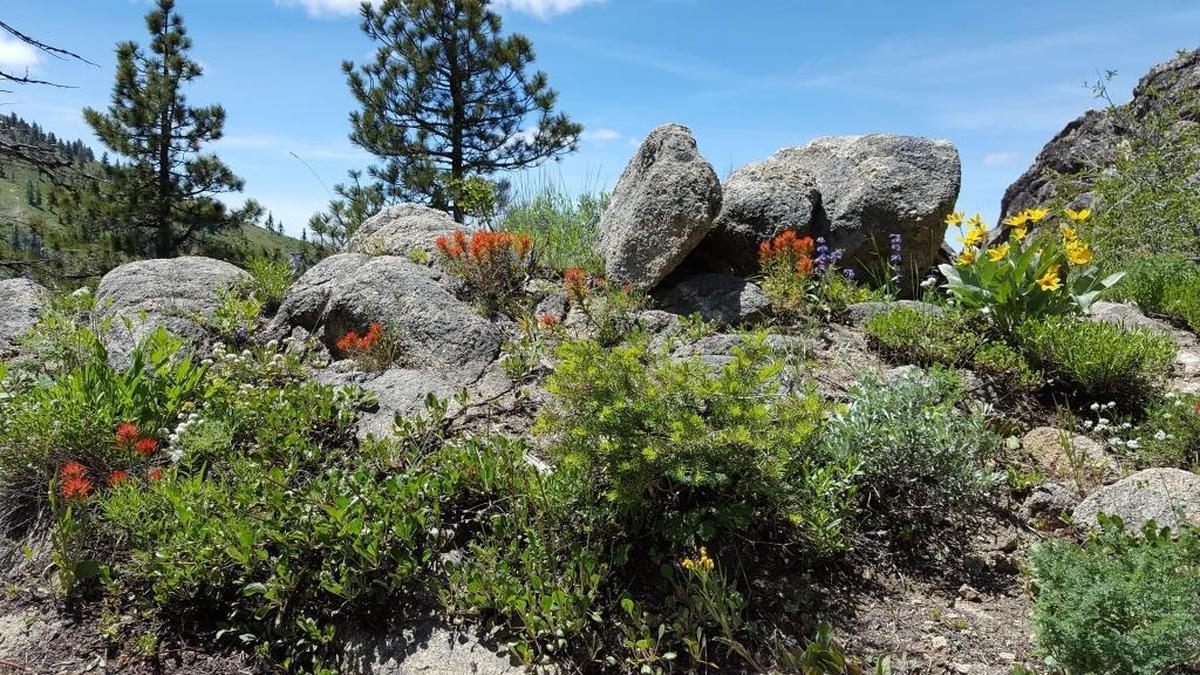 “A perfect little rock garden,” says Wintauna Belt, recreation specialist at the Mountain Home Ranger District, which administers the Mores Mountain trail, about 60 minutes from Boise. And it’s natural. Growing here are Coville’s Indian paintbrush (red), arrowleaf balsamroot (yellow), and a splash of taper-leaved penstemon (purple).