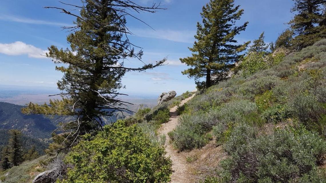 A heavy concentration of flowers is just beyond those two trees up on the Mores Mountain trail about 60 minutes from Boise.