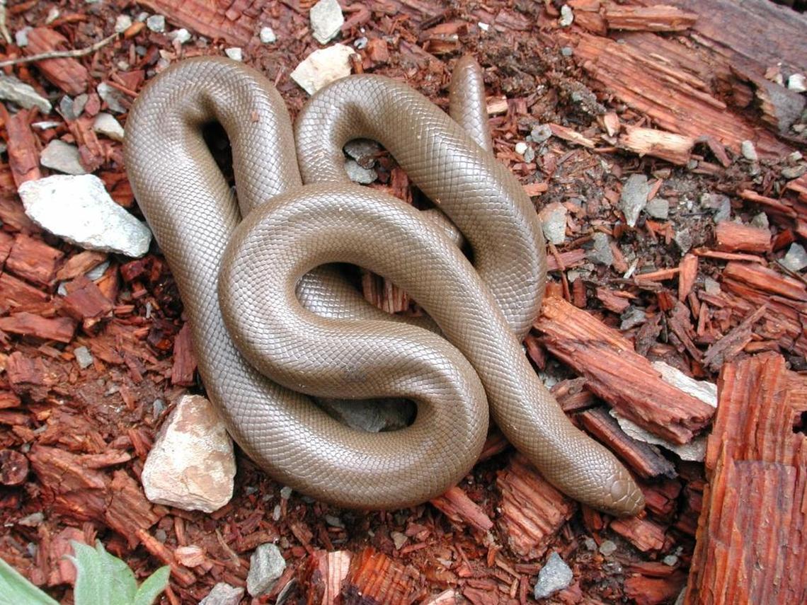 Northern rubber boa