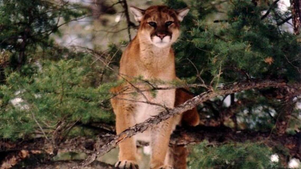 Watch Idaho Fish and Game release an angry mountain lion from a trap