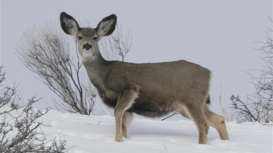 Give deer a break in the Boise River Wildlife Management Area this winter