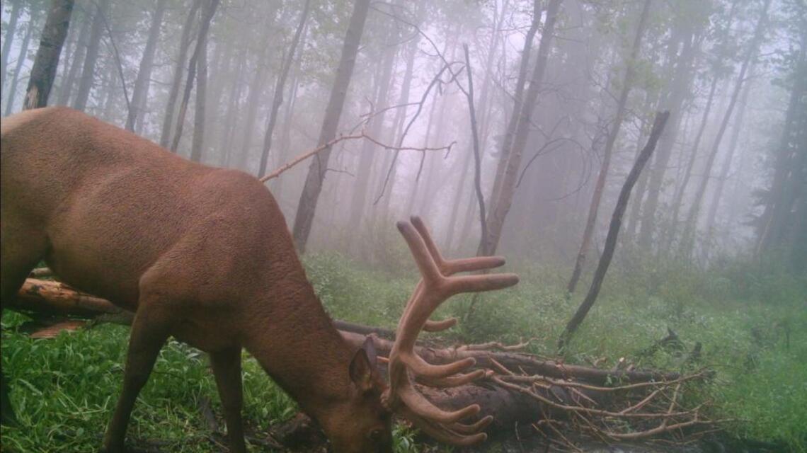 Trail cameras allow hunters to spy on animals, create a plan