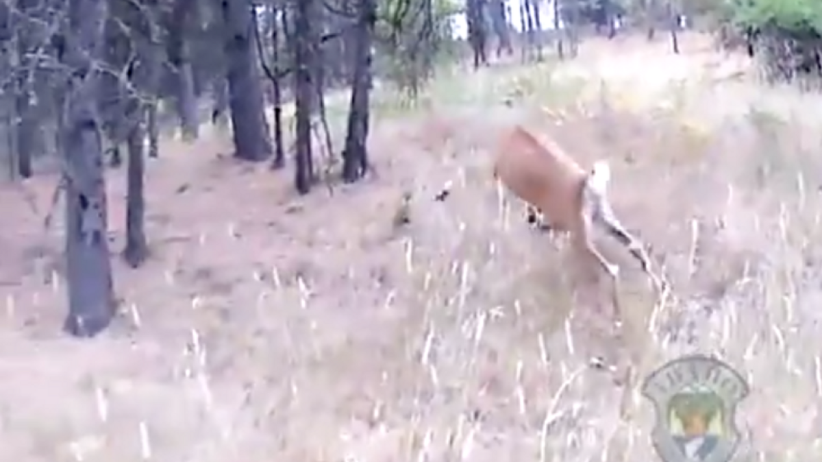 This is a screen capture from the body-camera video of Idaho Fish and Game Conservation Officer John McLain as he rescues a white-tail buck.