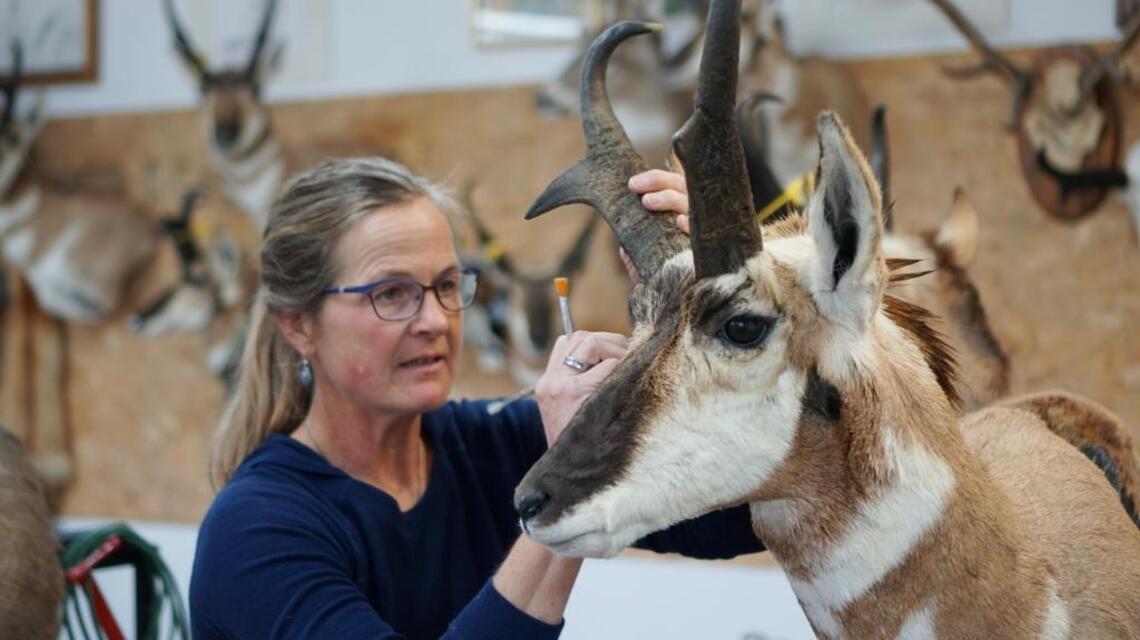 For some, taxidermy is an art: ‘The whole face needs to come together for the look’